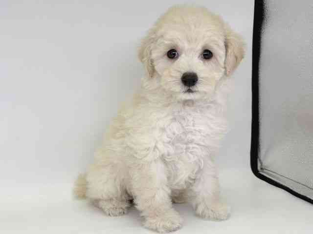 大阪府のトイプードル(トイ) (ひごペットフレンドリー瓜破店/2025年11月12日生まれ/女の子/ホワイト)の子犬の2枚目の画像