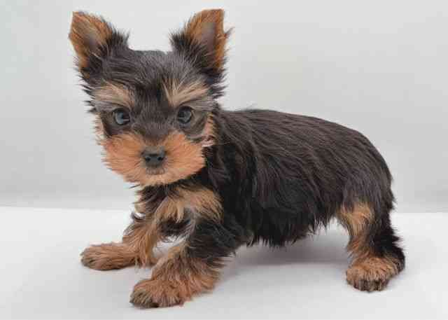 島根県のヨークシャーテリア (ひごペットフレンドリーイオン松江ショッピングセンター店/2025年11月12日生まれ/男の子/スチールブルータン)の子犬の2枚目の画像