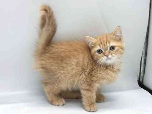 京都府のエキゾチック (ひごペットフレンドリー京都店/2025年10月28日生まれ/男の子/レッドタビー)の子猫の2枚目の画像