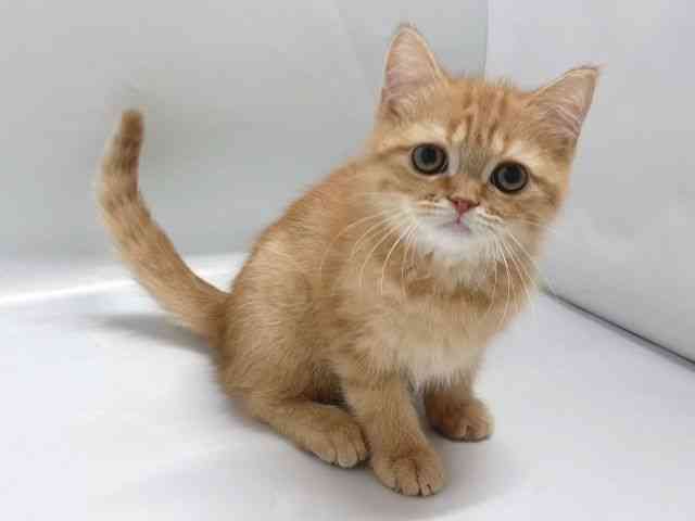 京都府のエキゾチック (ひごペットフレンドリー京都店/2025年10月28日生まれ/男の子/レッドタビー)の子猫の2枚目の画像