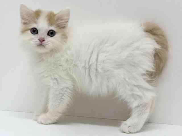 大阪府のスコティッシュフォールド (ひごペットフレンドリーくずはモール店/2025年11月1日生まれ/女の子/レッドタビーホワイト)の子猫の2枚目の画像