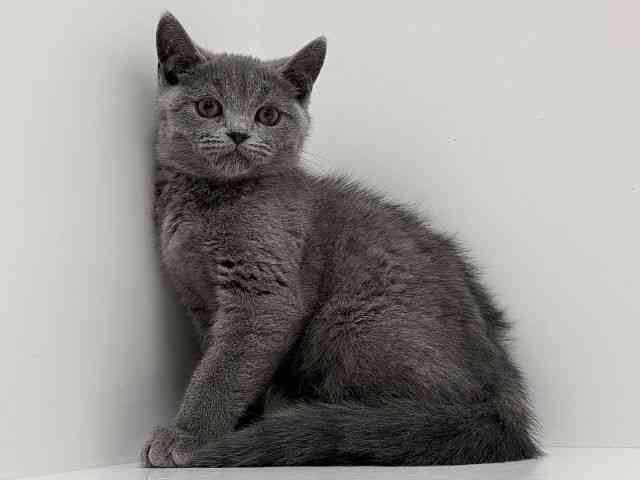 奈良県のスコティッシュフォールド (ひごペットフレンドリーイオンモール橿原ウエスト・ビレッジ店/2025年11月4日生まれ/女の子/ブルー)の子猫の2枚目の画像