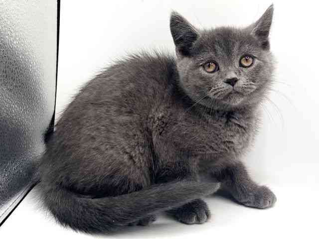 京都府のスコティッシュフォールド (ひごペットフレンドリーイオンモール高の原店/2025年11月4日生まれ/男の子/ブルー)の子猫の2枚目の画像