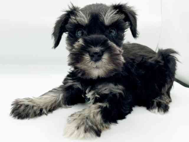 兵庫県のミニチュアシュナウザー (ひごペットフレンドリーコロワ甲子園店/2025年11月12日生まれ/女の子/ブラックシルバー)の子犬の2枚目の画像