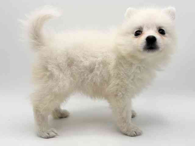 大阪府の日本スピッツ (ひごペットフレンドリーみのおキューズモール店/2025年11月12日生まれ/女の子/ホワイト)の子犬の2枚目の画像