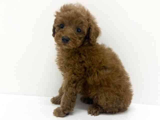 大阪府のトイプードル(トイ) (ひごペットフレンドリーくずはモール店/2025年11月12日生まれ/女の子/レッドフォーン)の子犬の2枚目の画像