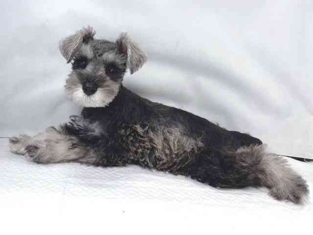 大阪府のミニチュアシュナウザー (ひごペットフレンドリー堺プラットプラット店/2025年11月12日生まれ/女の子/ソルトペッパー)の子犬の2枚目の画像