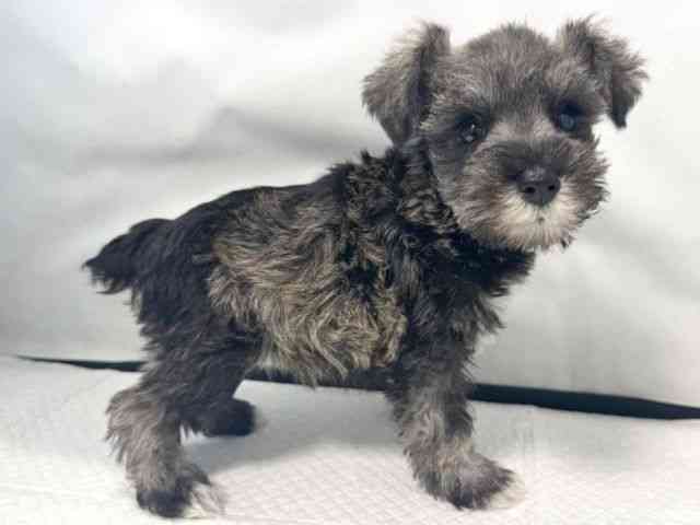 大阪府のミニチュアシュナウザー (ひごペットフレンドリー堺プラットプラット店/2025年11月12日生まれ/女の子/ソルトペッパー)の子犬の2枚目の画像