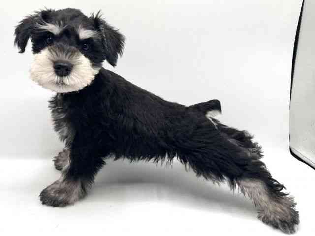 京都府のミニチュアシュナウザー (ひごペットフレンドリーイオンモール高の原店/2025年11月12日生まれ/男の子/ブラックシルバー)の子犬の2枚目の画像