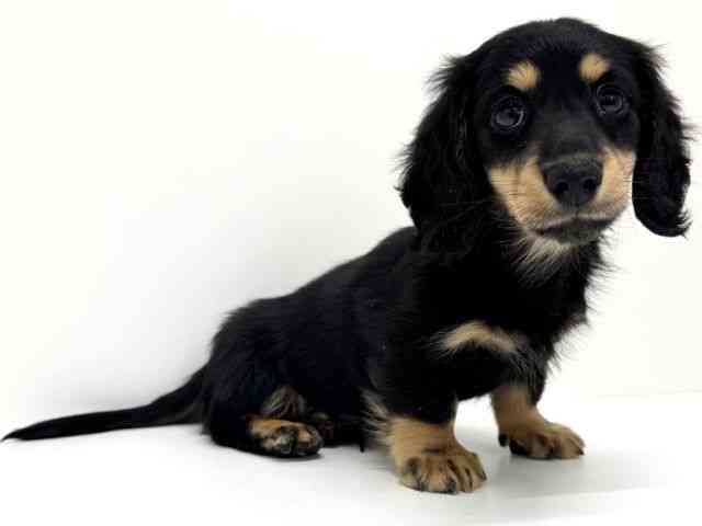 大阪府のミニチュアダックスフンド(ロング) (ひごペットフレンドリーくずはモール店/2025年11月11日生まれ/男の子/ブラックタン)の子犬の2枚目の画像