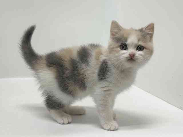 大阪府のブリティッシュショートヘアー (ひごペットフレンドリーアクロスプラザ住之江店/2025年11月13日生まれ/女の子/ダイリュートキャリコ)の子猫の2枚目の画像