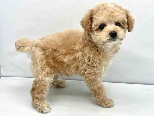 大阪府のトイプードル(トイ) (ひごペットフレンドリーイトーヨーカドー津久野店/2025年11月13日生まれ/男の子/ペールフォーン)の子犬の2枚目の画像