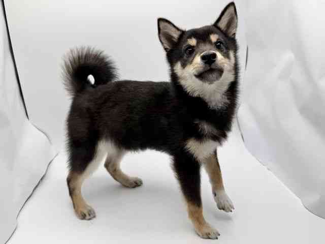 大阪府の柴犬(標準サイズ) (ひごペットフレンドリーみのおキューズモール店/2025年11月12日生まれ/男の子/黒)の子犬の2枚目の画像