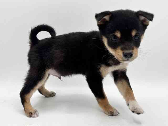 大阪府の柴犬(標準サイズ) (ひごペットフレンドリーみのおキューズモール店/2025年11月12日生まれ/男の子/黒)の子犬の2枚目の画像