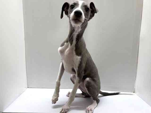 大阪府のイタリアングレーハウンド (ひごペットフレンドリーベルファⅡ都島店/2025年11月12日生まれ/男の子/ブルーホワイト)の子犬の2枚目の画像