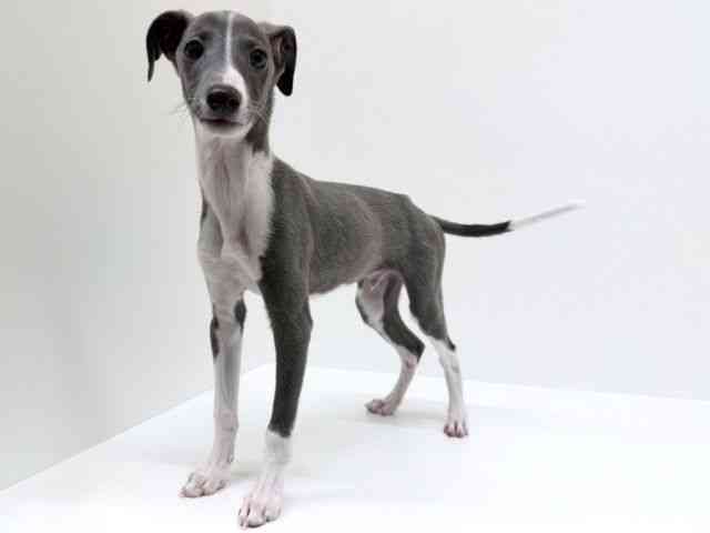 兵庫県のイタリアングレーハウンド (ひごペットフレンドリーブルメールHAT神戸店/2025年11月12日生まれ/男の子/ブルーホワイト)の子犬の2枚目の画像