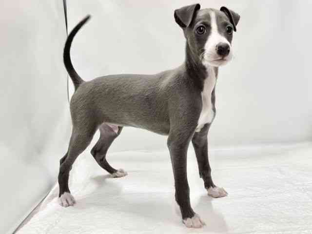 高知県のイタリアングレーハウンド (ひごペットフレンドリーイオンモール高知店/2025年11月12日生まれ/男の子/ブルーホワイト)の子犬の2枚目の画像