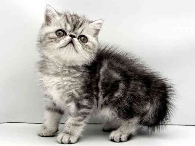 兵庫県のエキゾチック (ひごペットフレンドリークラウンパーク伊丹店/2025年11月11日生まれ/男の子/シルバータビー)の子猫の2枚目の画像