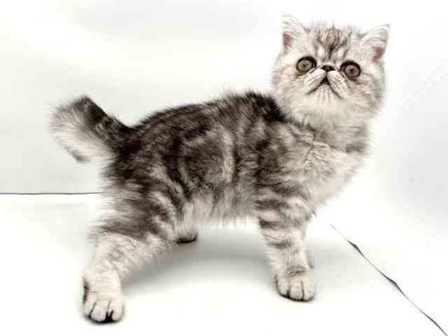 兵庫県のエキゾチック (ひごペットフレンドリークラウンパーク伊丹店/2025年11月11日生まれ/男の子/シルバータビー)の子猫の2枚目の画像