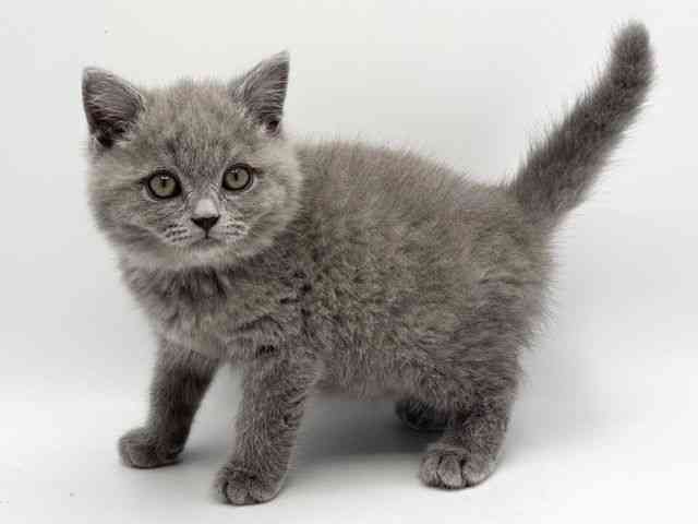 大阪府のブリティッシュショートヘアー (ひごペットフレンドリーみのおキューズモール店/2025年11月12日生まれ/男の子/ブルー)の子猫の2枚目の画像