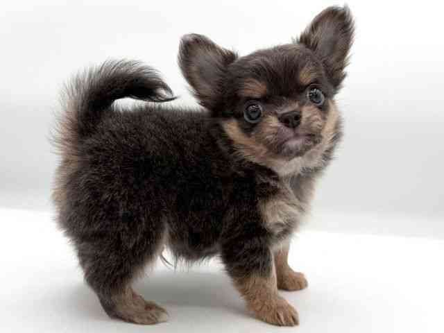 大阪府のチワワ(ロング) (ひごペットフレンドリーイオンそよら海老江店/2025年11月13日生まれ/男の子/ブルータンホワイト)の子犬の2枚目の画像