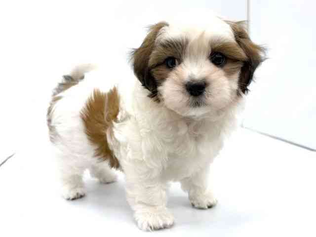 大阪府のマルズー/マルシーズ(マルチーズ×シーズー) (ひごペットフレンドリーイオンタウン茨木太田店/2025年11月12日生まれ/男の子/ゴールドホワイト)の子犬の2枚目の画像