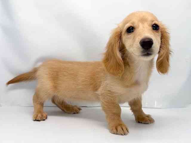 京都府のミニチュアダックスフンド(ロング) (ひごペットフレンドリー洛北阪急スクエア店/2025年11月16日生まれ/女の子/ゴールド)の子犬の2枚目の画像