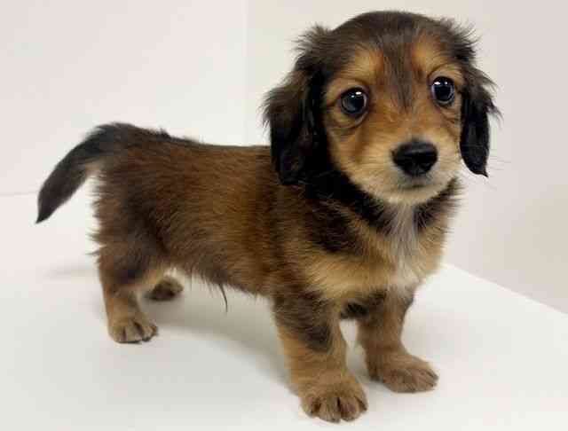 愛知県のミニチュアダックスフンド(ロング) (ひごペットフレンドリーイトーヨーカドー知多店/2025年11月14日生まれ/男の子/レッド)の子犬の2枚目の画像