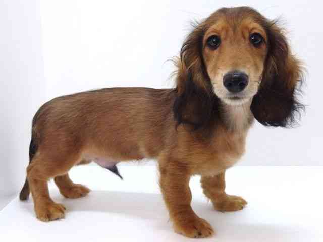 大阪府のミニチュアダックスフンド(ロング) (ひごペットフレンドリーいこらもーる泉佐野店/2025年11月14日生まれ/男の子/レッド)の子犬の2枚目の画像