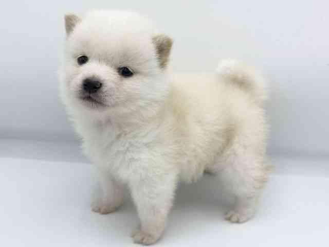 大阪府の柴犬(標準サイズ) (ひごペットフレンドリーららぽーとEXPOCITY店/2025年11月15日生まれ/男の子/白)の子犬の2枚目の画像