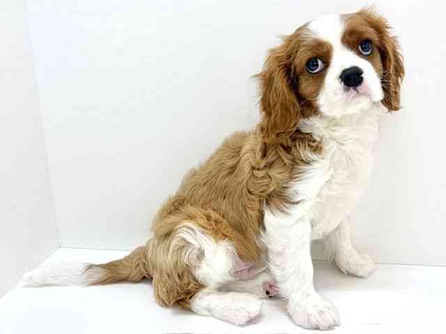 大阪府のキャバリアキングチャールズスパニエル (ひごペットフレンドリーいこらもーる泉佐野店/2025年11月13日生まれ/男の子/ブレンハイム)の子犬の2枚目の画像
