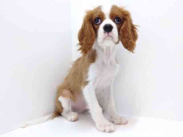 大阪府のキャバリアキングチャールズスパニエル (ひごペットフレンドリーいこらもーる泉佐野店/2025年11月13日生まれ/男の子/ブレンハイム)の子犬の2枚目の画像