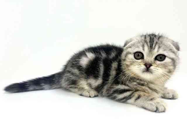 福岡県のスコティッシュフォールド (ひごペットフレンドリーリバーウォーク北九州店/2025年11月15日生まれ/女の子/シルバーパッチドタビー)の子猫の2枚目の画像