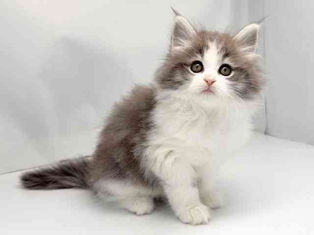 京都府のサイベリアン (ひごペットフレンドリー洛北阪急スクエア店/2025年11月16日生まれ/女の子/ブルータビーホワイト)の子猫の2枚目の画像