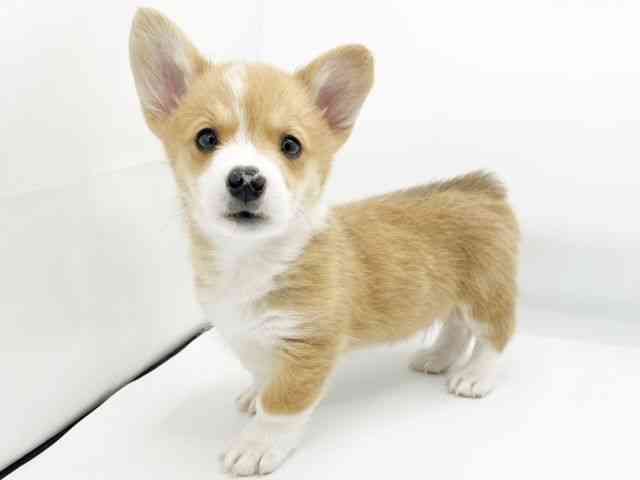 兵庫県のウェルシュコーギーペンブローク (ひごペットフレンドリーコロワ甲子園店/2025年11月15日生まれ/男の子/セーブルホワイト)の子犬の2枚目の画像