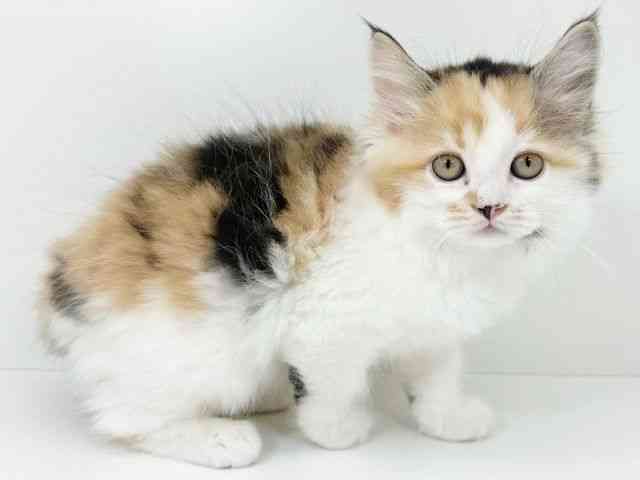 京都府のサイベリアン (ひごペットフレンドリーイズミヤショッピングセンター八幡店/2025年11月15日生まれ/女の子/キャリコ)の子猫の2枚目の画像