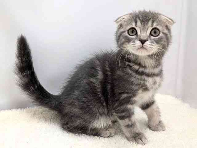 広島県のスコティッシュフォールド (ひごペットフレンドリーゆめタウン廿日市店/2025年11月15日生まれ/女の子/ブルータビー)の子猫の2枚目の画像