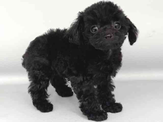 大阪府のトイプードル(トイ) (ひごペットフレンドリー岸和田店/2025年11月13日生まれ/男の子/ブラック)の子犬の2枚目の画像