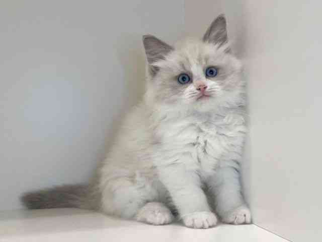 兵庫県のラグドール (ひごペットフレンドリーイトーヨーカドー明石店/2025年11月14日生まれ/男の子/ブルーポイントバイカラー)の子猫の2枚目の画像