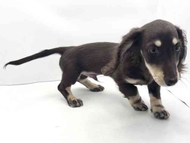 兵庫県のミニチュアダックスフンド(ロング) (ひごペットフレンドリークラウンパーク伊丹店/2025年11月11日生まれ/男の子/チョコレートイエロー)の子犬の2枚目の画像