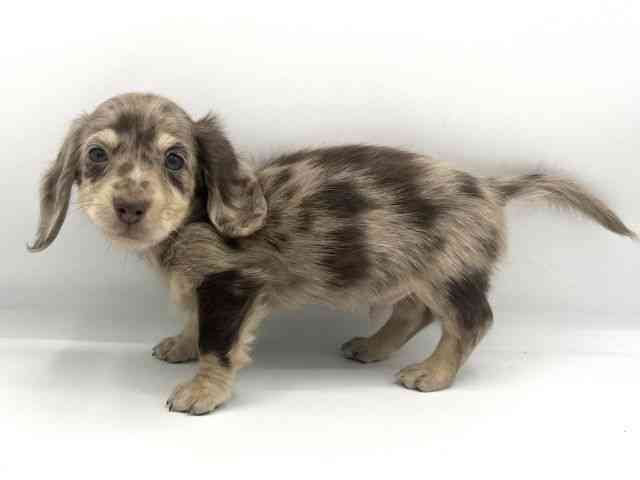 大阪府のミニチュアダックスフンド(ロング) (ひごペットフレンドリーららぽーとEXPOCITY店/2025年11月11日生まれ/男の子/チョコレートダップル)の子犬の2枚目の画像