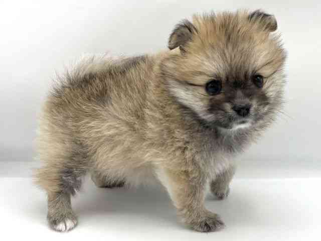 大阪府のポメチワ/チワポメ/ポメチー(ポメラニアン×チワワ) (ひごペットフレンドリーららぽーとEXPOCITY店/2025年11月15日生まれ/女の子/オレンジ)の子犬の2枚目の画像