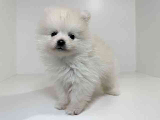 兵庫県のポメラニアン (ひごペットフレンドリーイトーヨーカドー明石店/2025年11月15日生まれ/男の子/クリーム)の子犬の2枚目の画像