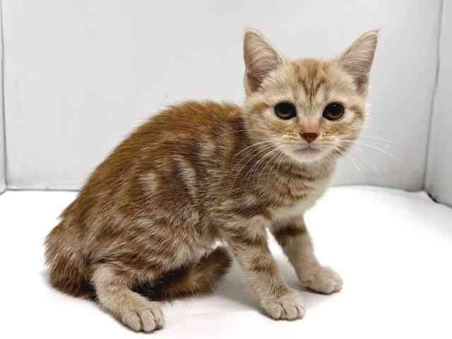 奈良県のアメリカンショートヘアー (ひごペットフレンドリー奈良パワーシティ店/2025年11月10日生まれ/女の子/レッドタビー)の子猫の2枚目の画像