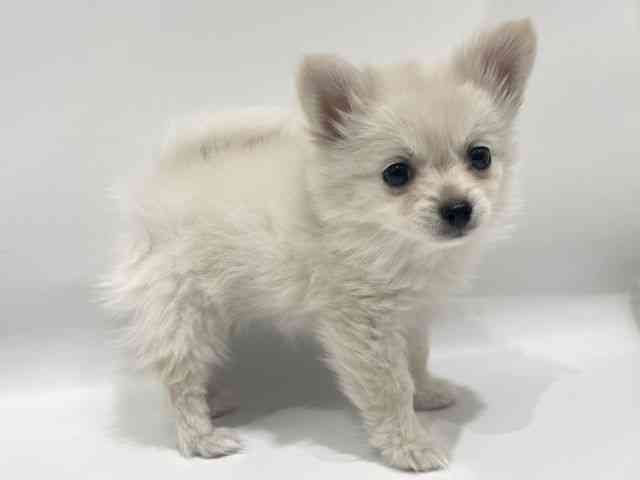 愛知県のポメチワ/チワポメ/ポメチー(ポメラニアン×チワワ) (ひごペットフレンドリーヴィアモール アピタ江南西店/2025年11月12日生まれ/女の子/ホワイトクリーム)の子犬の2枚目の画像