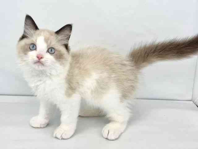大阪府のラグドール (ひごペットフレンドリーイトーヨーカドー津久野店/2025年11月13日生まれ/男の子/シールポイントバイカラー)の子猫の2枚目の画像
