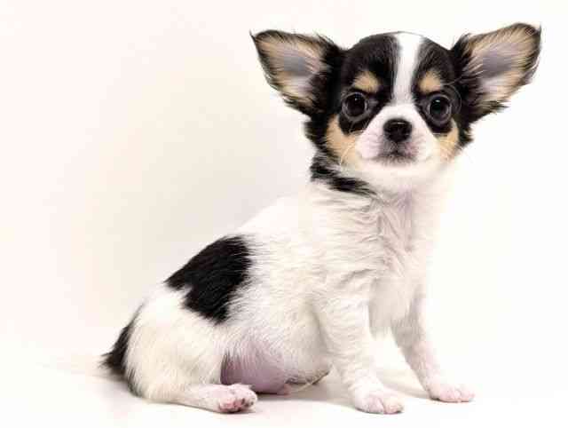 福岡県のチワワ(ロング) (ひごペットフレンドリーリバーウォーク北九州店/2025年11月15日生まれ/男の子/ブラックタンホワイト)の子犬の2枚目の画像