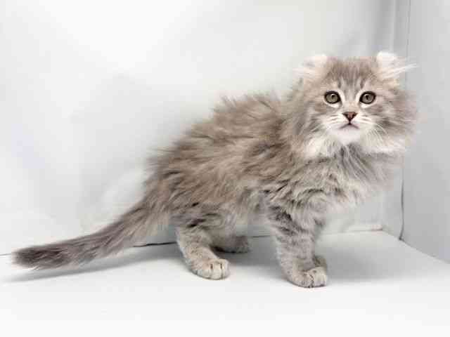 京都府のアメリカンカール (ひごペットフレンドリー洛北阪急スクエア店/2025年11月13日生まれ/男の子/ブルータビー)の子猫の2枚目の画像