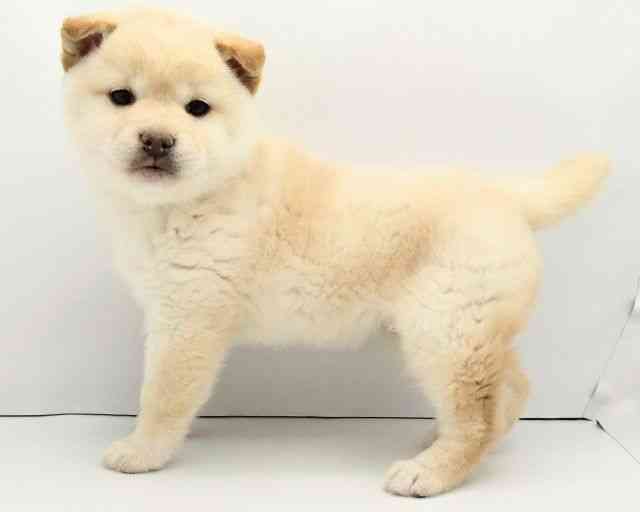 兵庫県の柴犬(標準サイズ) (ひごペットフレンドリークラウンパーク伊丹店/2025年11月14日生まれ/女の子/白)の子犬の2枚目の画像