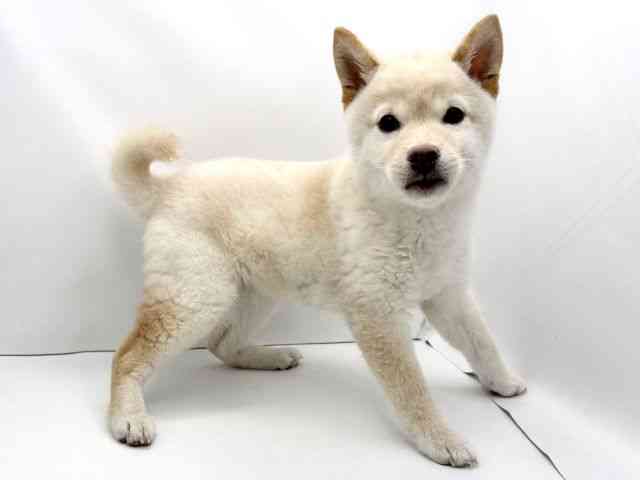 兵庫県の柴犬(標準サイズ) (ひごペットフレンドリークラウンパーク伊丹店/2025年11月14日生まれ/女の子/白)の子犬の2枚目の画像